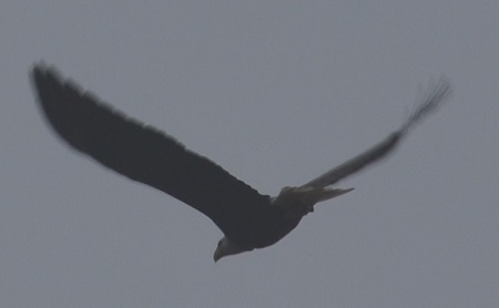 Eagle over Willow Shoals
